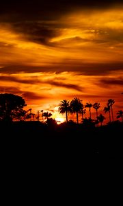 Preview wallpaper palm, sunset, silhouette, sun, black