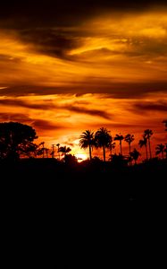 Preview wallpaper palm, sunset, silhouette, sun, black