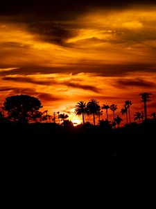 Preview wallpaper palm, sunset, silhouette, sun, black