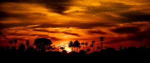 Preview wallpaper palm, sunset, silhouette, sun, black