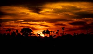 Preview wallpaper palm, sunset, silhouette, sun, black
