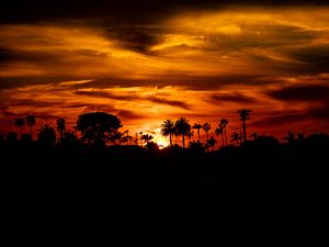 Preview wallpaper palm, sunset, silhouette, sun, black