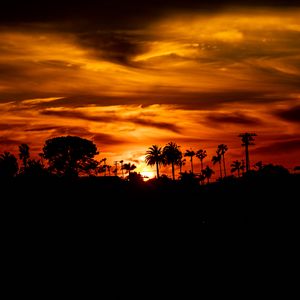 Preview wallpaper palm, sunset, silhouette, sun, black