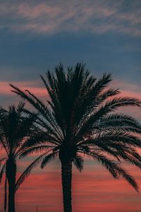 Preview wallpaper palm, sunset, sky, branches, outlines, night, tropics