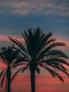 Preview wallpaper palm, sunset, sky, branches, outlines, night, tropics