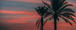 Preview wallpaper palm, sunset, sky, branches, outlines, night, tropics