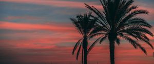 Preview wallpaper palm, sunset, sky, branches, outlines, night, tropics