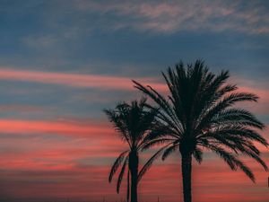 Preview wallpaper palm, sunset, sky, branches, outlines, night, tropics