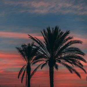 Preview wallpaper palm, sunset, sky, branches, outlines, night, tropics