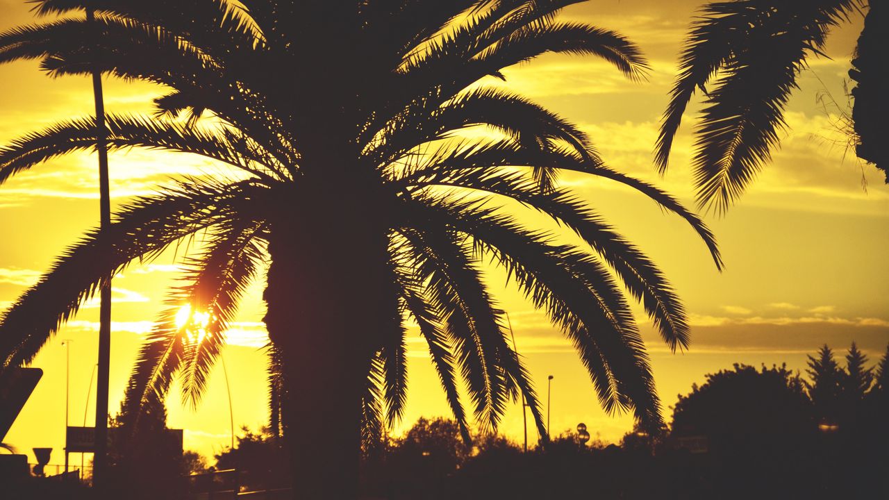 Wallpaper palm, sunset, sky, sunlight, tropics