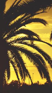 Preview wallpaper palm, sunset, sky, sunlight, tropics