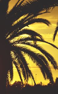 Preview wallpaper palm, sunset, sky, sunlight, tropics