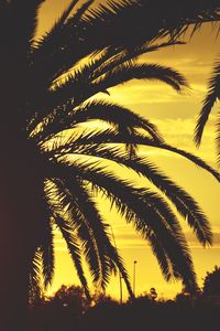 Preview wallpaper palm, sunset, sky, sunlight, tropics