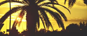 Preview wallpaper palm, sunset, sky, sunlight, tropics