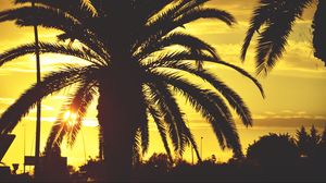 Preview wallpaper palm, sunset, sky, sunlight, tropics