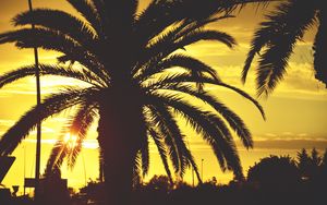 Preview wallpaper palm, sunset, sky, sunlight, tropics