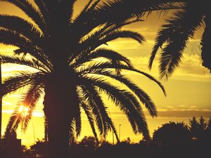 Preview wallpaper palm, sunset, sky, sunlight, tropics