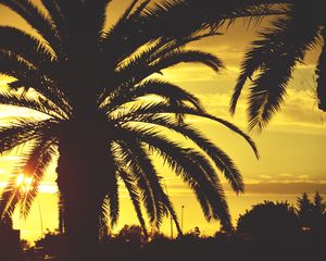 Preview wallpaper palm, sunset, sky, sunlight, tropics