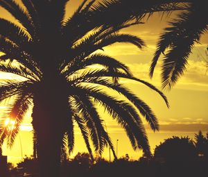 Preview wallpaper palm, sunset, sky, sunlight, tropics