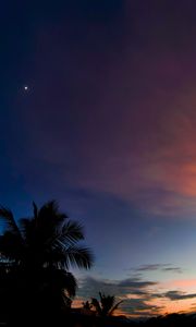 Preview wallpaper palm, sunset, tropics, night, clouds