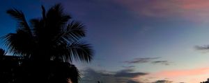 Preview wallpaper palm, sunset, tropics, night, clouds