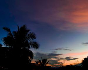 Preview wallpaper palm, sunset, tropics, night, clouds