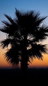 Preview wallpaper palm, sunset, tropics, night, outline, branches, dark
