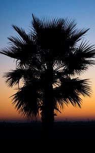 Preview wallpaper palm, sunset, tropics, night, outline, branches, dark