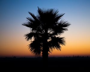 Preview wallpaper palm, sunset, tropics, night, outline, branches, dark