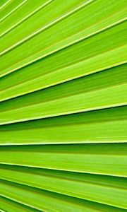 Preview wallpaper palm, texture, plant, macro, green