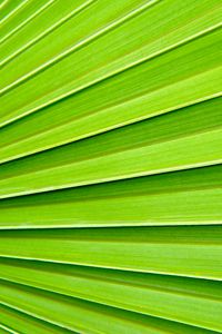 Preview wallpaper palm, texture, plant, macro, green