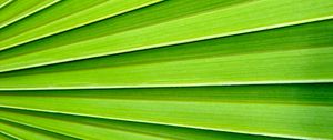 Preview wallpaper palm, texture, plant, macro, green