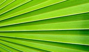 Preview wallpaper palm, texture, plant, macro, green