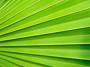 Preview wallpaper palm, texture, plant, macro, green