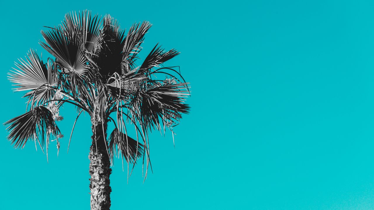 Wallpaper palm, tree, background, grey, blue