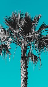 Preview wallpaper palm, tree, background, grey, blue