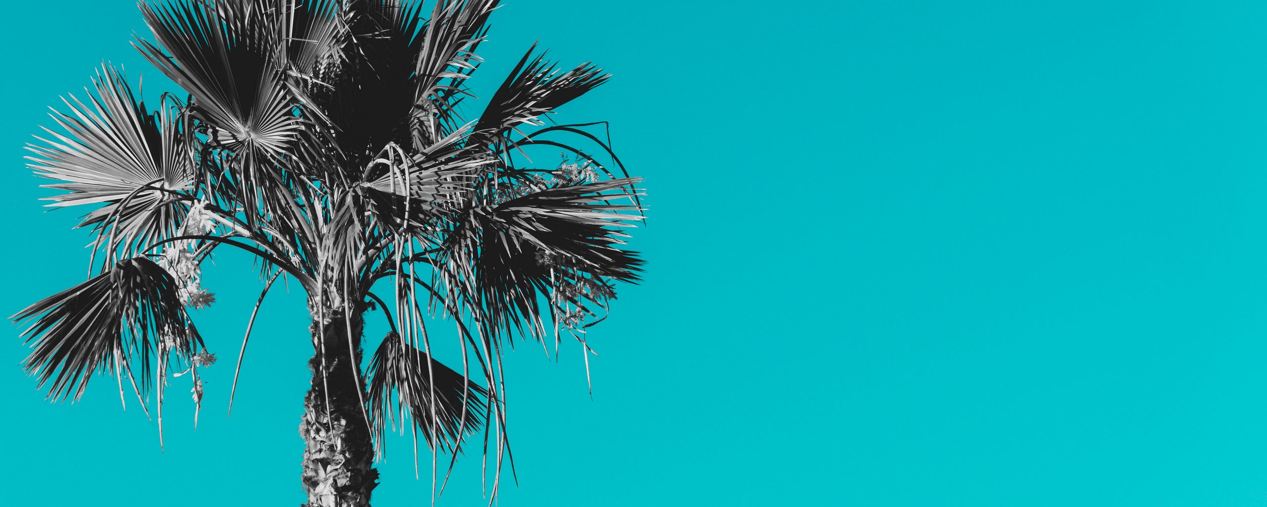 Download wallpaper 2560x1024 palm, tree, background, grey, blue ...