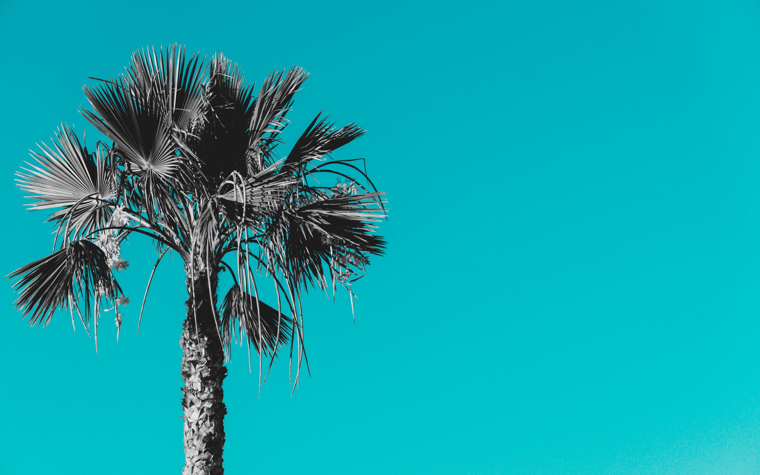 Download wallpaper 2560x1600 palm, tree, background, grey, blue