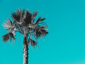 Preview wallpaper palm, tree, background, grey, blue