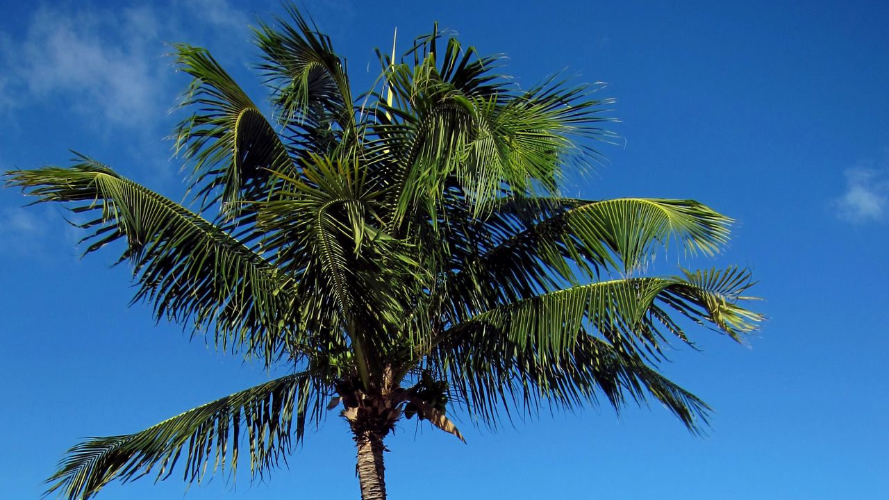 Wallpaper palm tree, beach, island, tropics, hills, sea