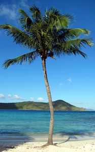 Preview wallpaper palm tree, beach, island, tropics, hills, sea