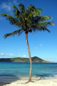 Preview wallpaper palm tree, beach, island, tropics, hills, sea