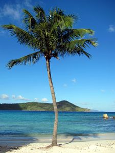 Preview wallpaper palm tree, beach, island, tropics, hills, sea