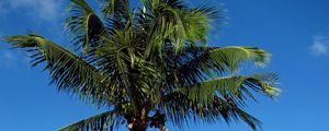 Preview wallpaper palm tree, beach, island, tropics, hills, sea