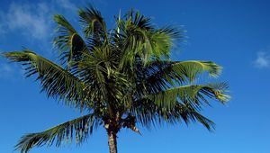 Preview wallpaper palm tree, beach, island, tropics, hills, sea