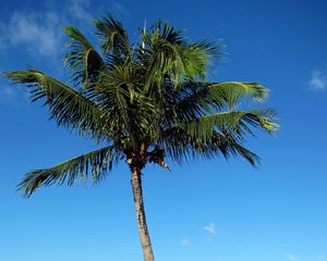 Preview wallpaper palm tree, beach, island, tropics, hills, sea