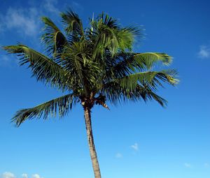 Preview wallpaper palm tree, beach, island, tropics, hills, sea
