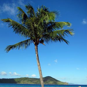 Preview wallpaper palm tree, beach, island, tropics, hills, sea