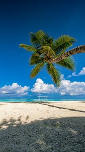 Preview wallpaper palm tree, beach, sea, summer, tropics