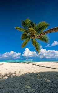 Preview wallpaper palm tree, beach, sea, summer, tropics